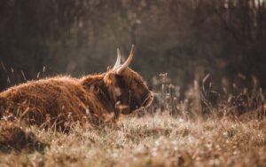 Yak Domestication